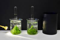 Photosynthèse et production O2 - expérience avec lumière et obscurité